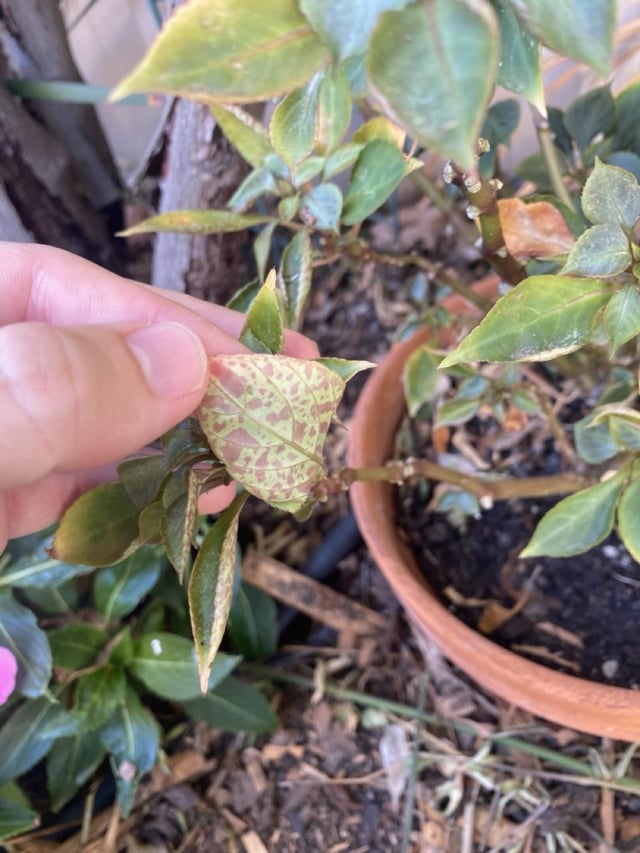 Why is my impatiens sick?