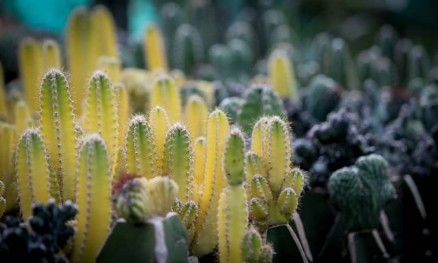 A yellow cactus is a sunlit whisper of resilience, blooming gold where others wither. 🌵✨ – Reddit Post