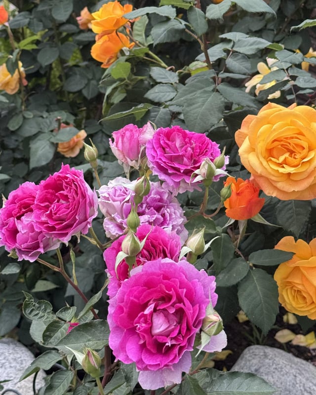 My Rose Garden 🩷💛 – Reddit Post