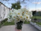 The last daffodils of the season, ready just in time for Easter – Reddit Post