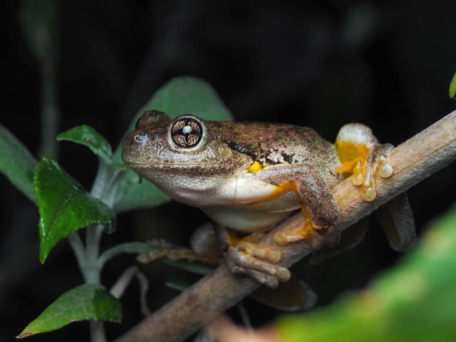 We have been so desperate for rain, finally got a good drop and this Peron’s tree frog came out to celebrate