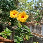 Mom’s Yellow Hibiscus – Reddit Post