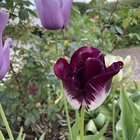 Reason for tulip colour change?