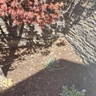 1 year update on planted Lungworts – Reddit Post