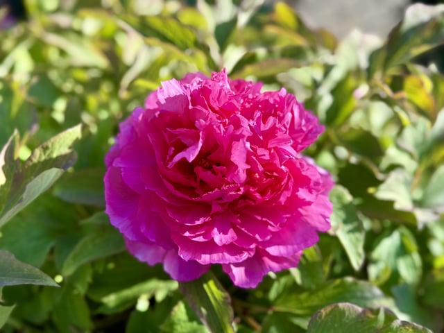 First (tree) peony of the season – Reddit Post