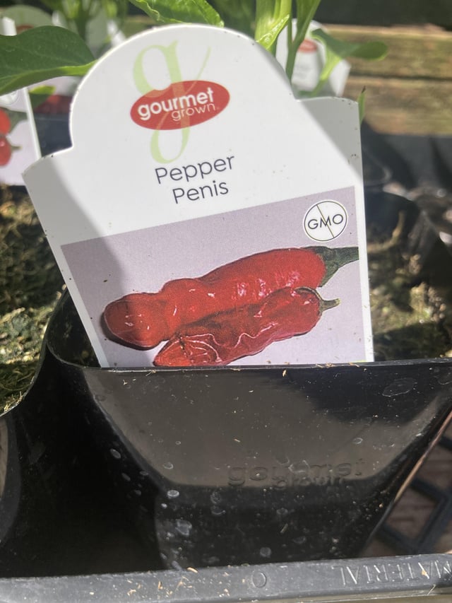 I bought it for the LOLz, but has anyone grown/eaten one of these? – Reddit Post