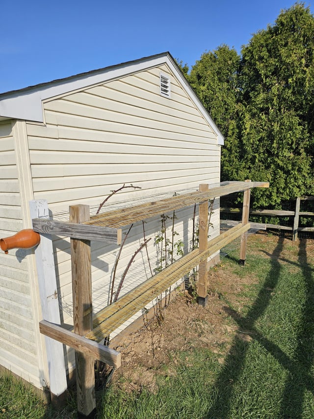 I built a new trellis for my blackberries/raspberries – Reddit Post
