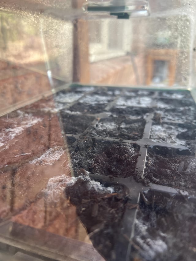 Moldy compost/soil?