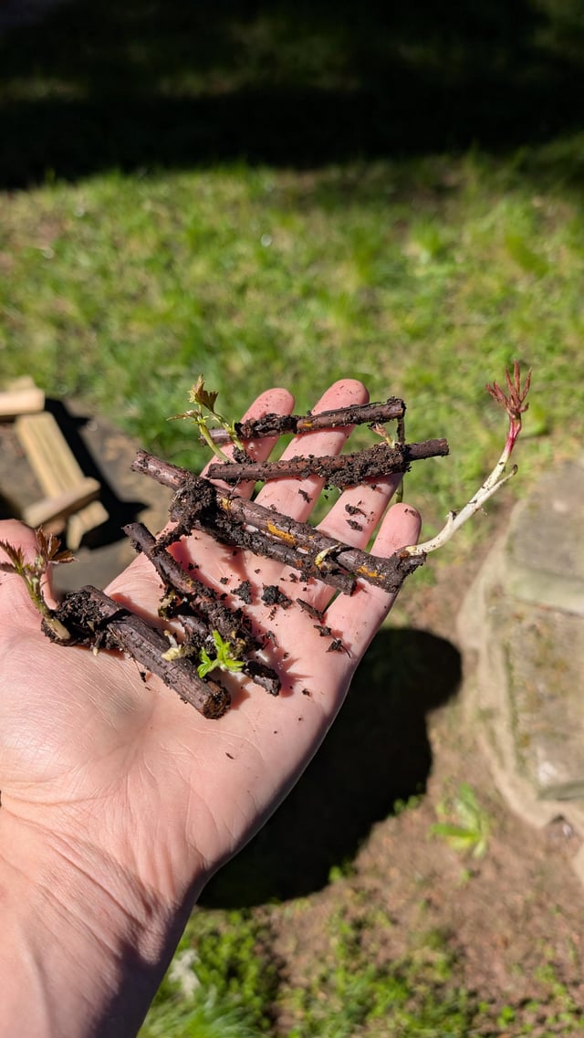 What has been your funniest gardening mishap you’ve made so far? – Reddit Post