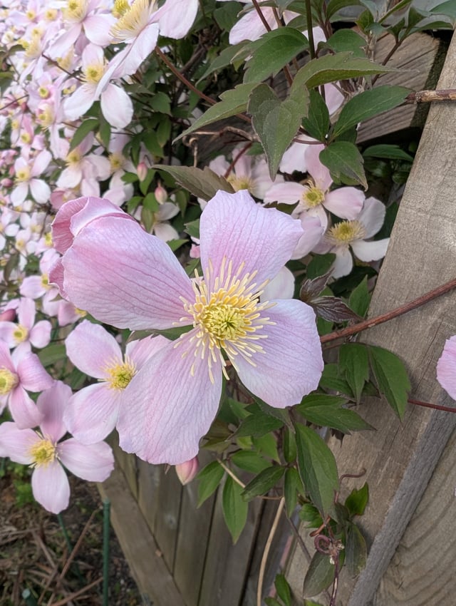 Hello, does anyone know what this lovely plant is? It was growing in a sort of hedging way up a wooden garden wall.