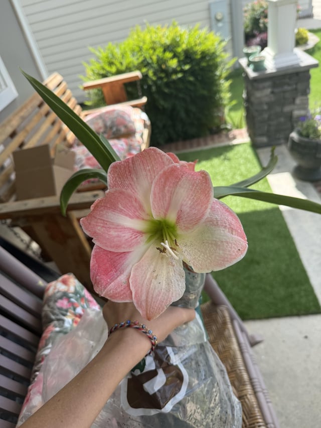 amaryllis apple blossom