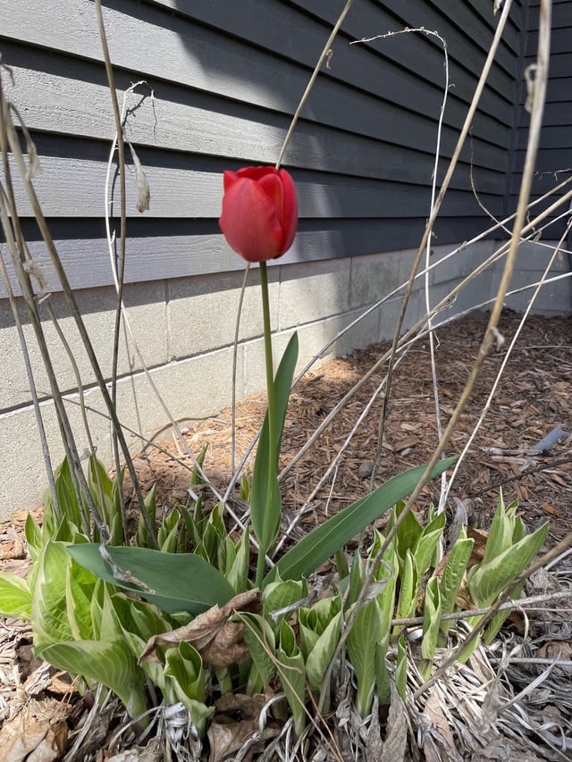 tulip grew through hosta