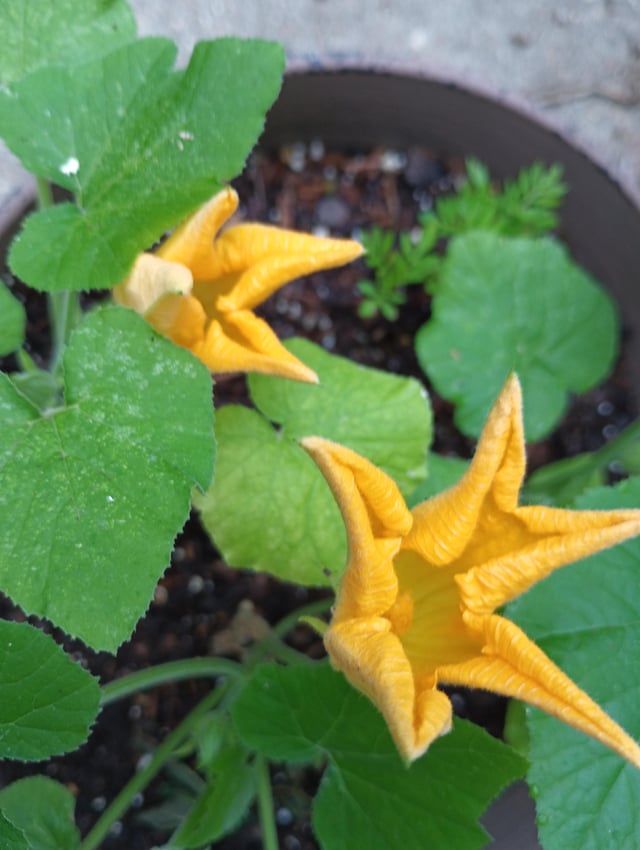 Zucchini Blooms – Reddit Post