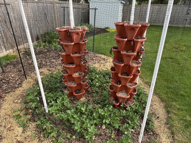 what would you plant in these towers? strawberries did terribly, but spread around the base nicely at least.