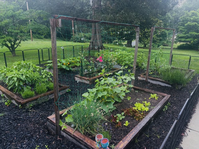 my garden is growing..