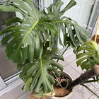 Got this monstera from an auction and it’s looking rough. Roots and leaves aren’t too happy and the soil is infested with ants and worms. Should I repot ASAP? Any tips to save it? Thanks