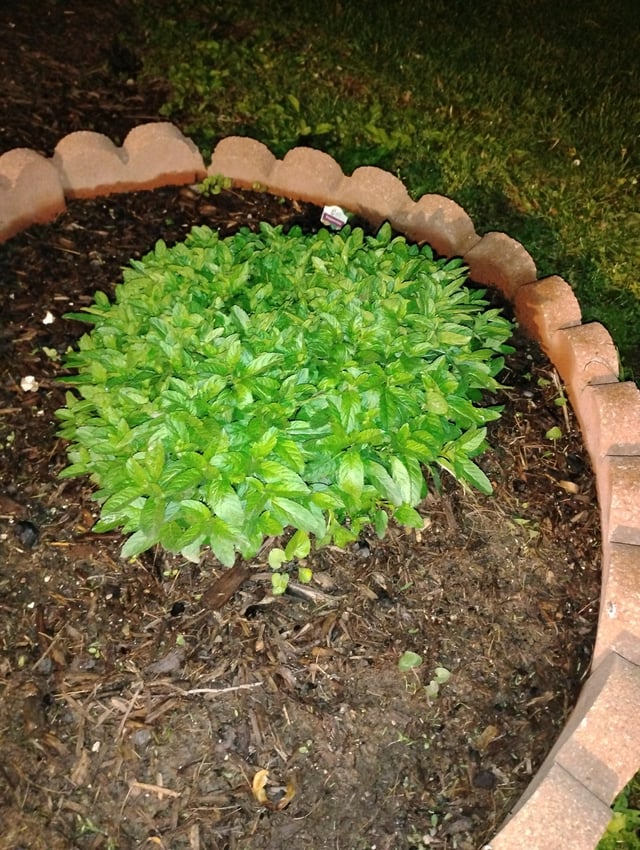 I love my peppermint – Reddit Post