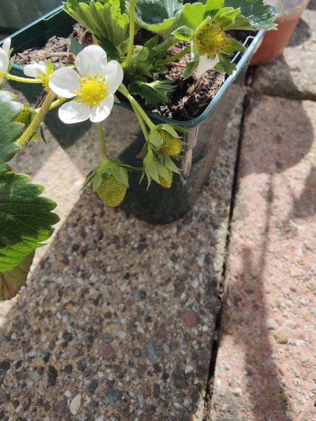 strawberries are coming along good so far