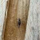id this bug for us please