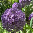 it’s purple week!
