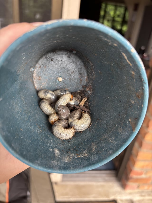 grubs!
