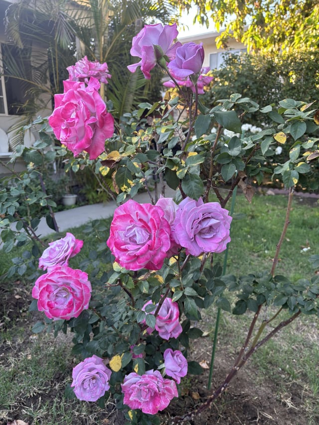 these beauties go from purple to bright pink! ✨