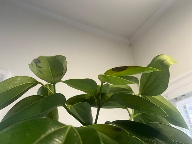 side of leaves browning on indoor cinnamon tree