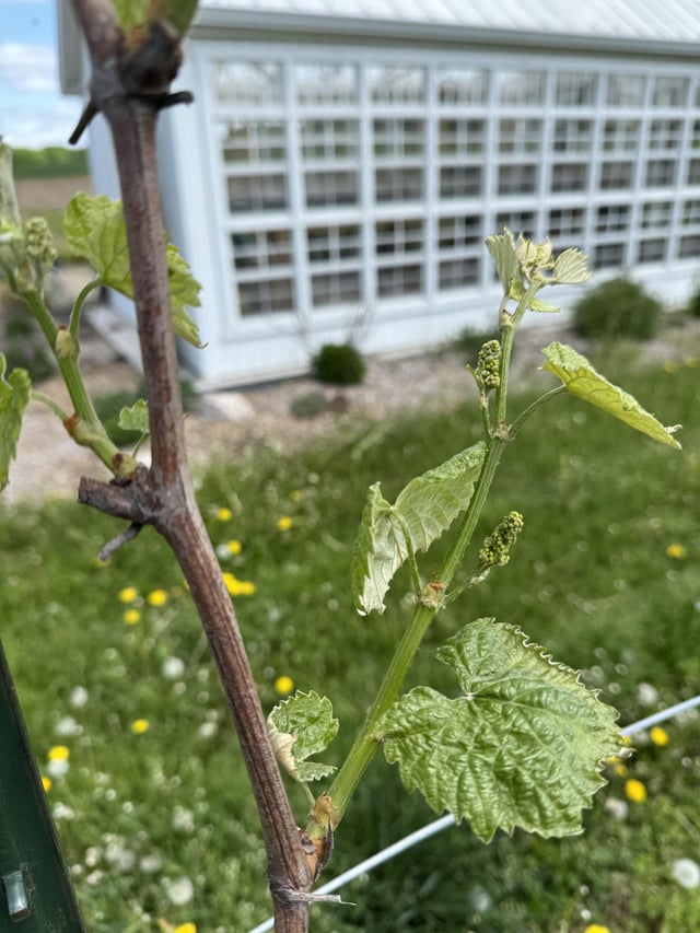 i finally have grapes!
