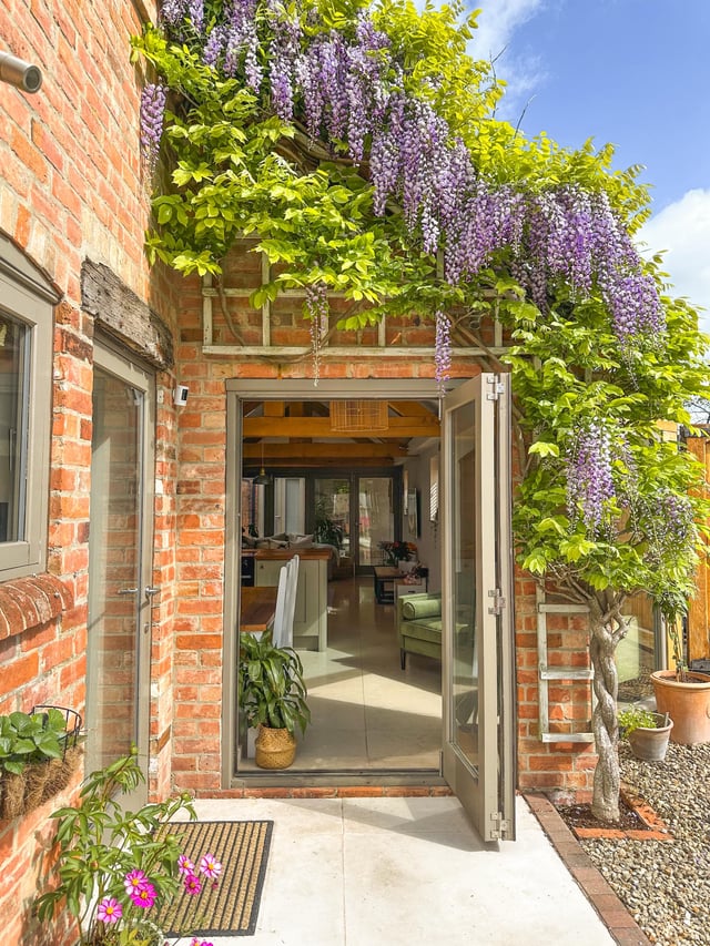 wisteria coming back strong after a good chop back last year. staffordshire, uk