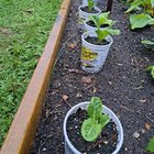 growing lettuce and spinach indoors