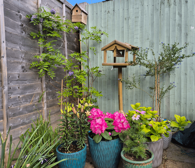 love this little corner of my patio garden