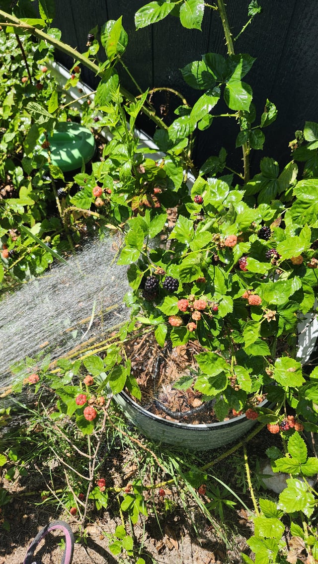 we didn't plant this blackberry... it just showed up. that won't stop me from enjoying the fruits of its labor!