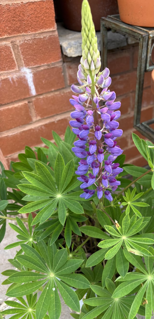 my first lupin and it’s gorgeous. i planted the lupin rhizomes in january.