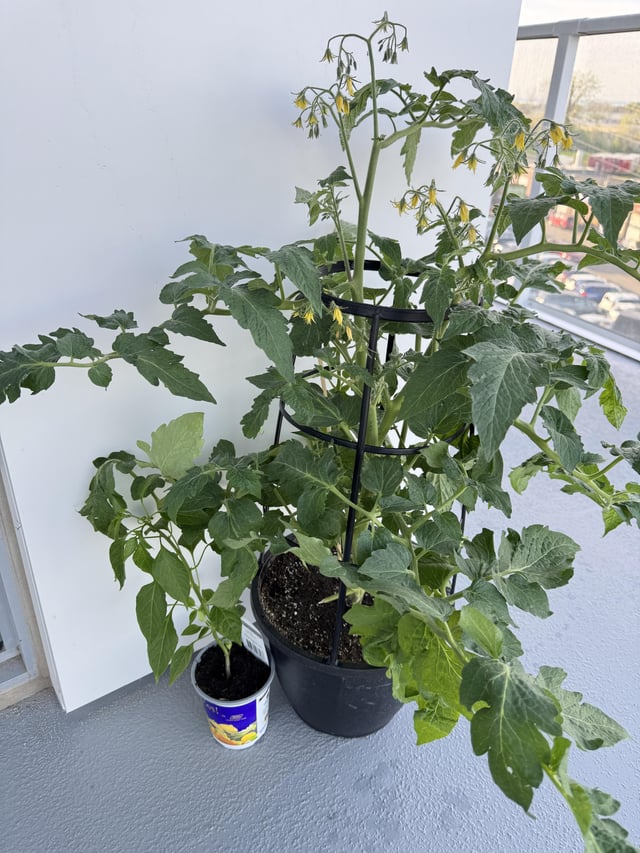 i told my grandma i like plants (small indoor ones). she bought me a tomato and chilli plant. i don’t know what to do with them.