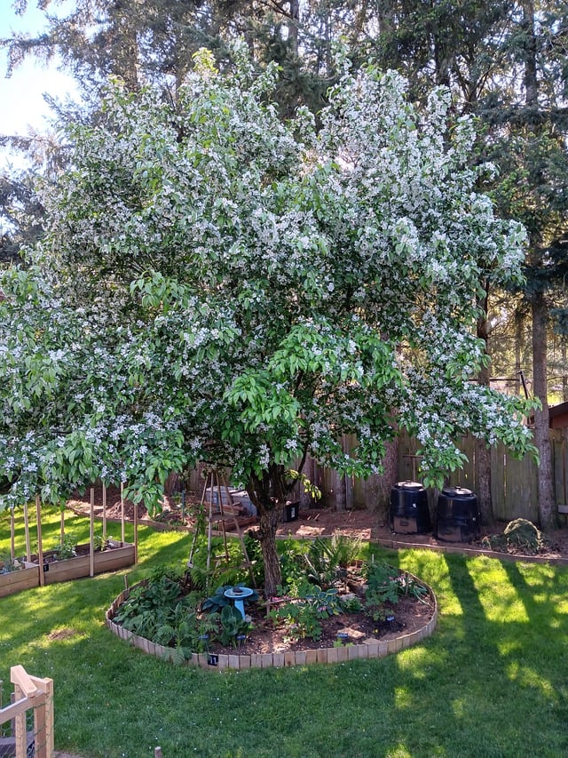 a good friend of ours gave us a crabapple seedling years ago and the flowers are crazy this year
