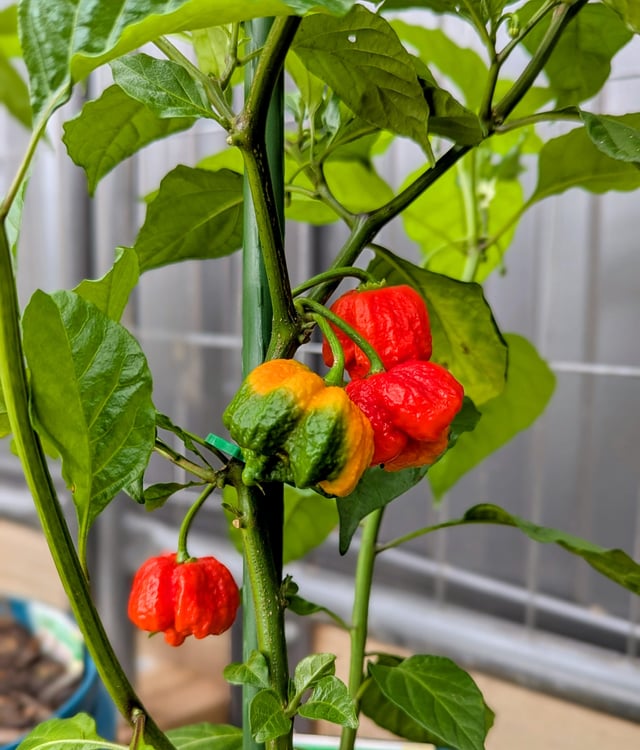 Maturing nicely.