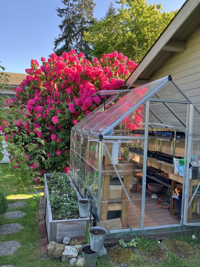 Love when my Rhodie pops next to the greenhouse – Reddit Post