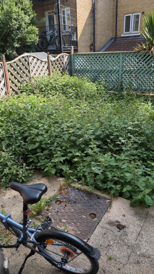 this is my back garden. the letting agency just told me we are supposed to fix this ourselves (after telling us verbally for months that a gardener would come in the summer). where do i even start? the tallest weeds are the same height as me (5'4)