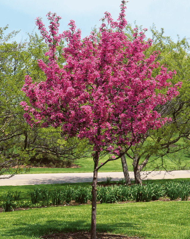 which great plants do you recommend that are underused/underappreciated?