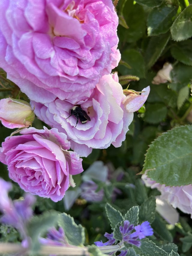 shhhh….sweet bumble sleeping in rose