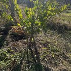 yellowing lemon tree