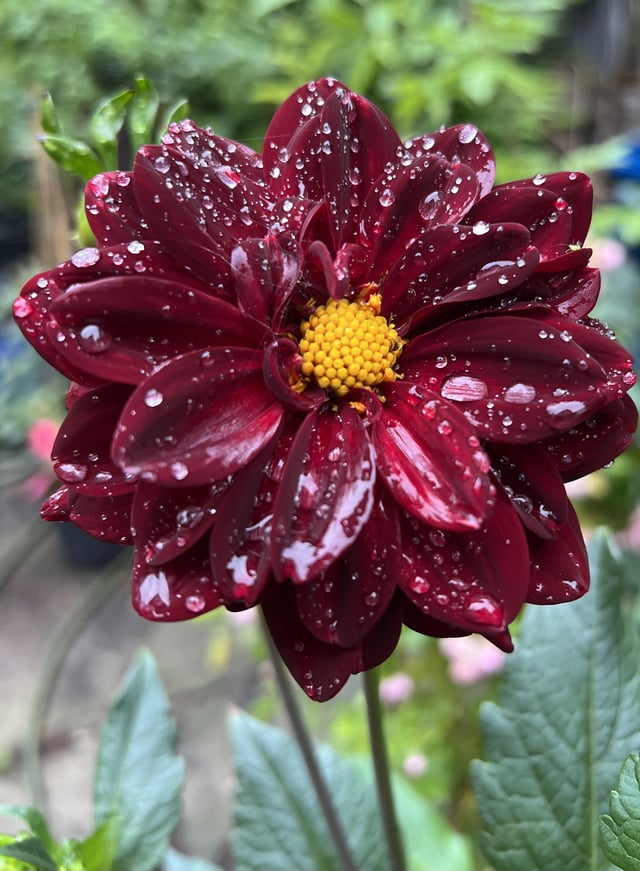 diva dahlia