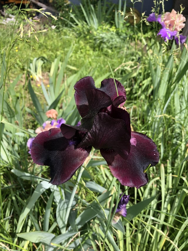 my grandpa’s yearly iris blooms 💜 and bonus roses!