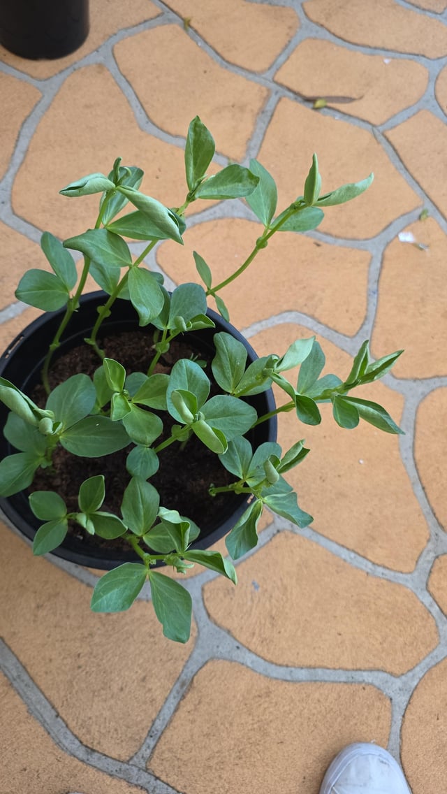 any idea why the leaves know my broad bean stalks are curling?