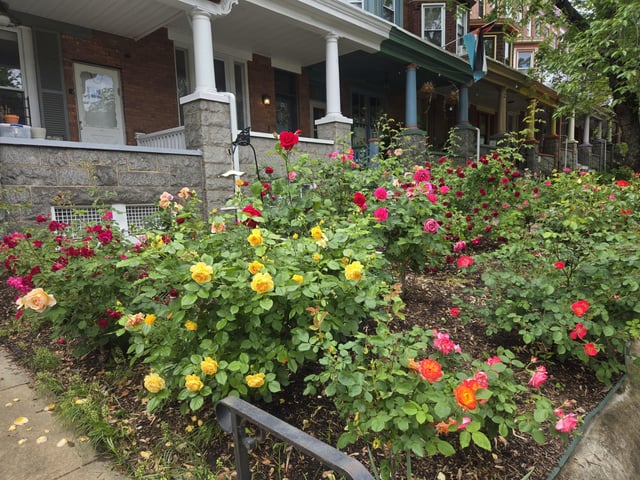 my favorite corner in the neighborhood