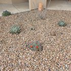I put in a little cactus garden today and my husband started putting up our high tunnel – Reddit Post