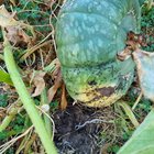 pumpkin help!