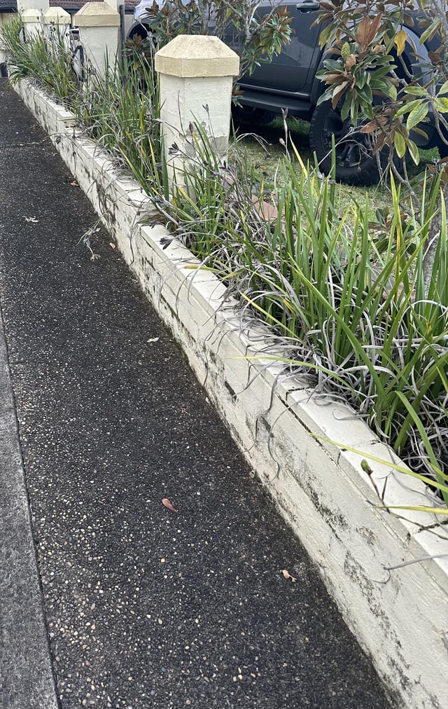 ideas to grow here? shallow roots