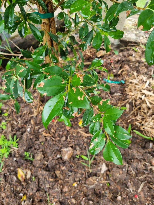 spots on newly planted lilly pillys