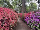 Azalea you beauty!